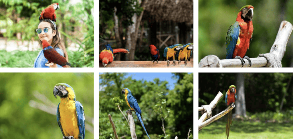 Scape park – parrot island